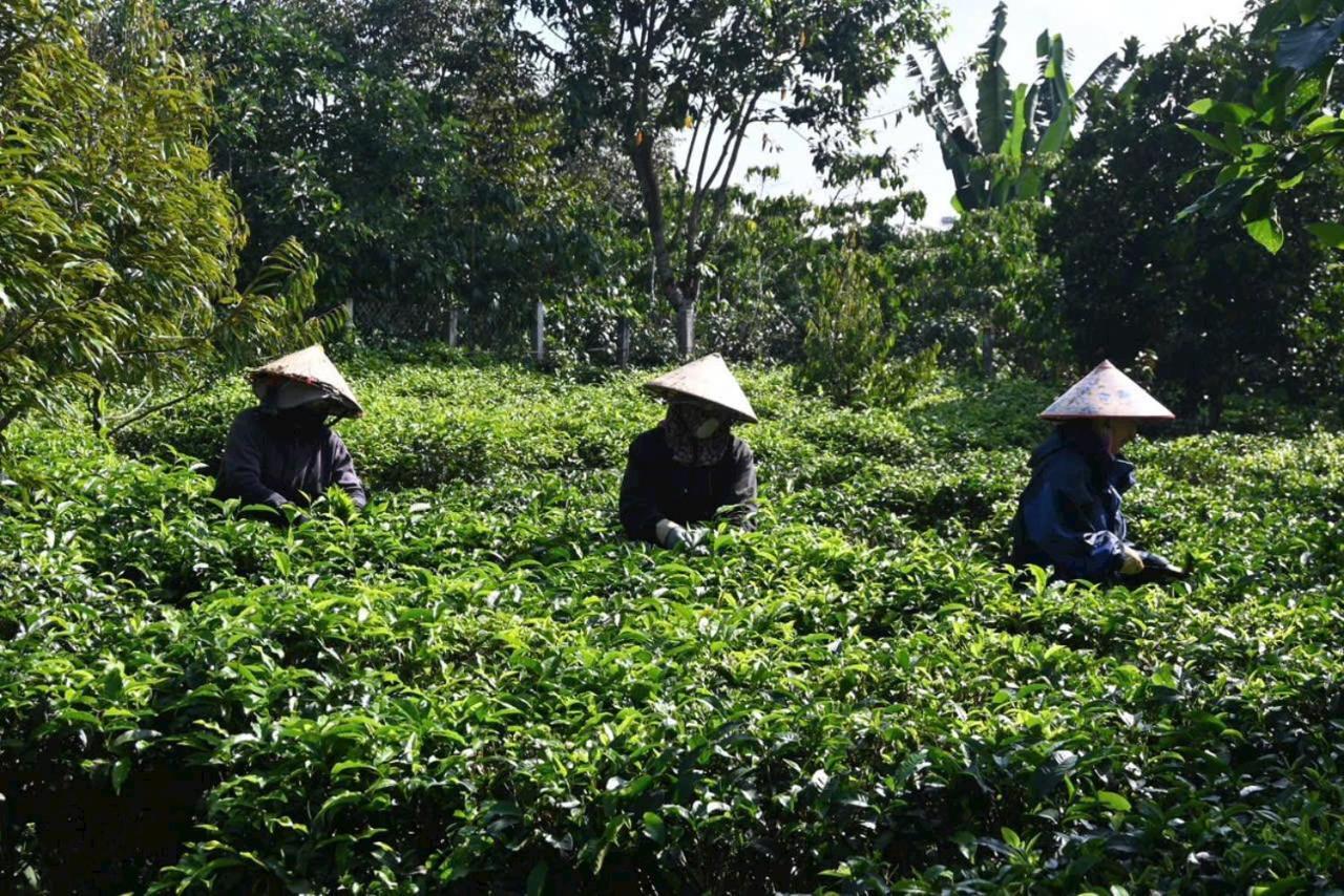 Tea Garden House Villa Bao Loc Bagian luar foto